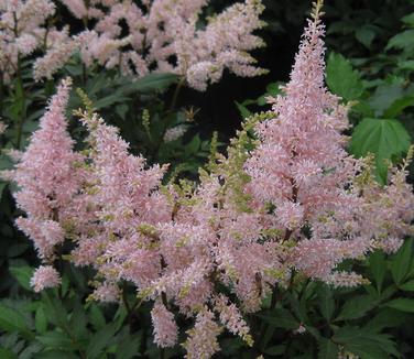 Astilbe x arendsii Peach Blossom