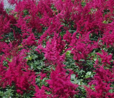 Astilbe x arendsii Red Sentinel