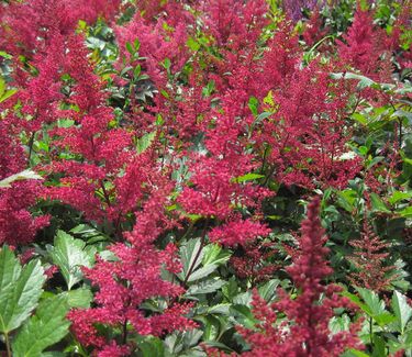 Astilbe x arendsii Red Sentinel 