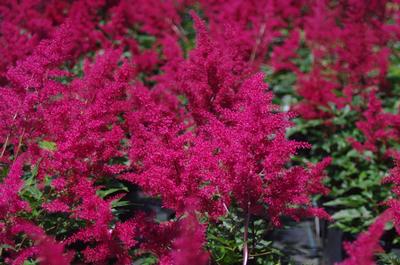 Astilbe x arendsii Red Sentinel - Hybrid Astilbe