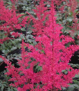 Astilbe x arendsii 'Red Sentinel