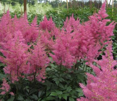 Astilbe x arendsii Rheinland 