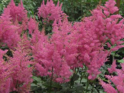 Astilbe x arendsii 'Rheinland'