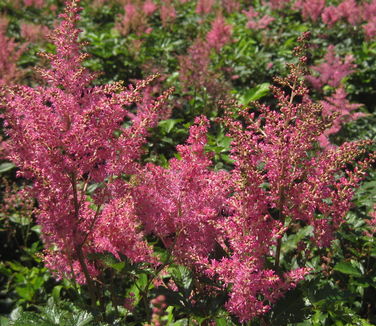 Astilbe x arendsii Rheinland 