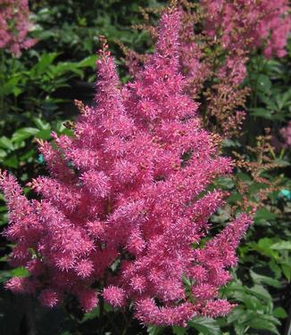 Astilbe x arendsii Rheinland 