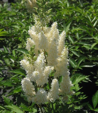 Astilbe x arendsii White Gloria