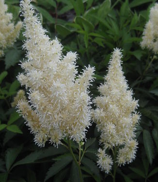 Astilbe x arendsii White Gloria