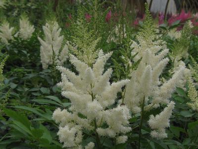 Astilbe x arendsii 'White Gloria' 