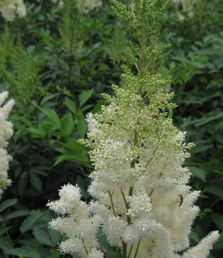 Astilbe x arendsii White Gloria