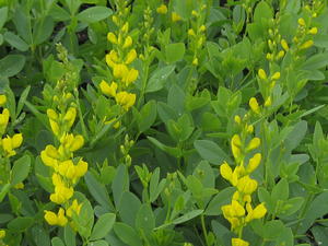 Baptisia sphaerocarpa