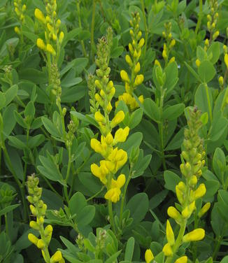 Baptisia sphaerocarpa