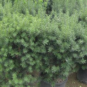 Taxus x media Hicksii