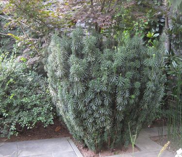 Cephalotaxus harringtonia 'Fastigiata' - (Chanticleer)