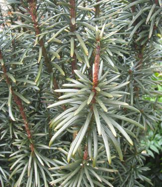 Cephalotaxus harringtonia Fastigiata