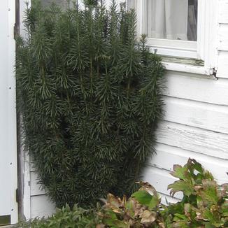 Cephalotaxus harringtonia 'Fastigiata' - Fastigiate Plum Yew