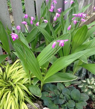 Bletilla striata