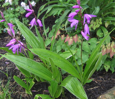 Bletilla striata 