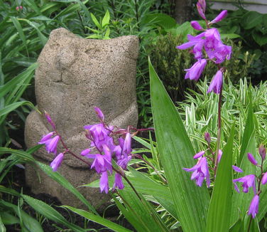 Bletilla striata 