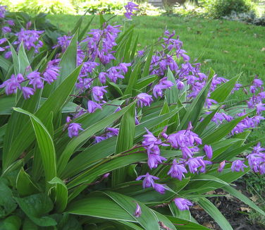 Bletilla striata 