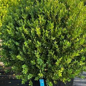 Buxus x Green Mound