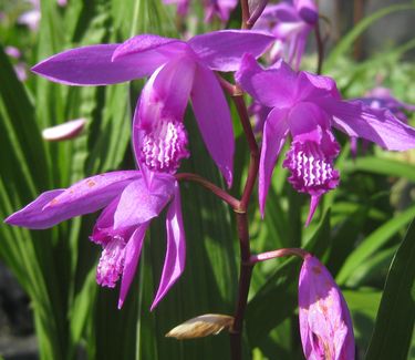 Bletilla striata 