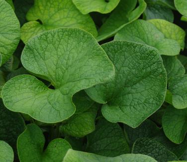 Brunnera macrophylla 