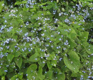 Brunnera macrophylla - (Wave Hill)