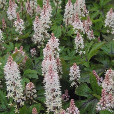 Tiarella x Pink Skyrocket