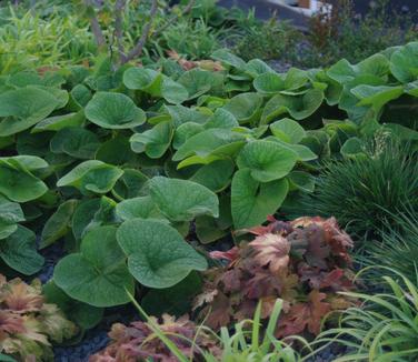 Brunnera macrophylla - (Highline, NYC)