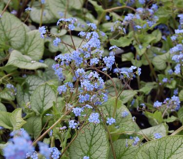 Brunnera macrophylla 'Jack Frost' 