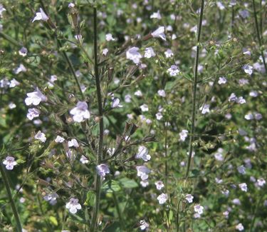 Calamintha nepeta 'Blue Cloud' 