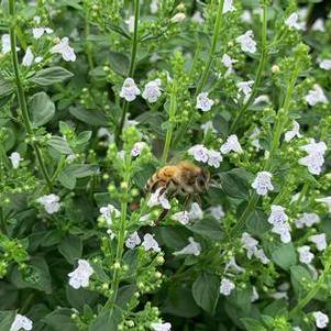 Calamintha nepeta subsp. nepeta 