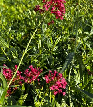 Centranthus ruber var. coccineus - Red Valerian from Pleasant Run Nursery