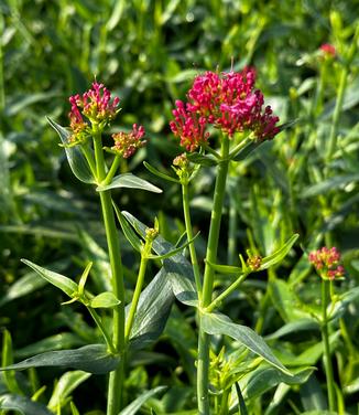 Centranthus ruber var. coccineus - Red Valerian from Pleasant Run Nursery