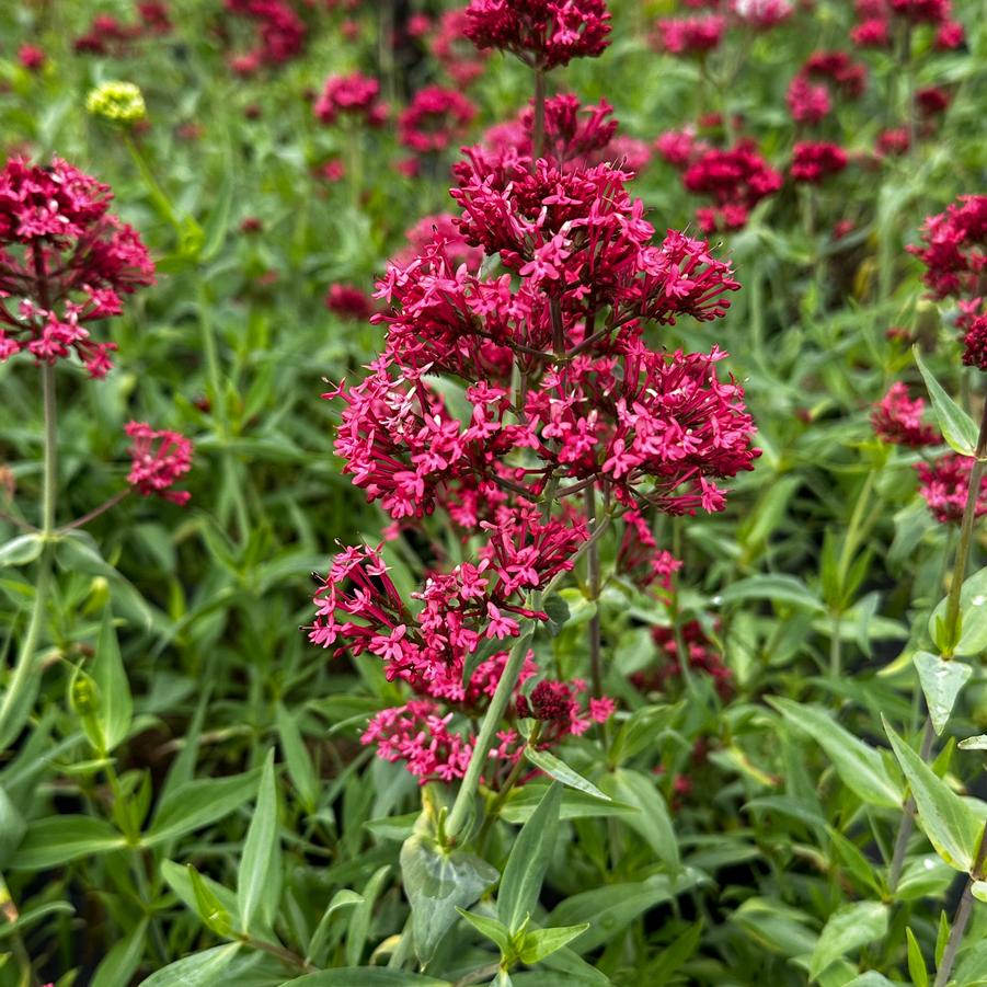 Centranthus ruber var. coccineus - Red Valerian from Pleasant Run Nursery