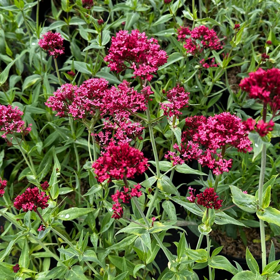 Centranthus ruber var. coccineus - Red Valerian from Pleasant Run Nursery