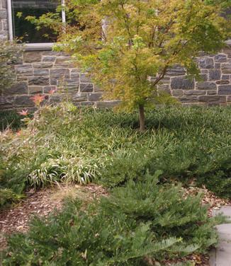 Cephalotaxus harringtonia Prostrata (Scott Arborteum)