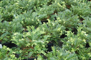 Cephalotaxus harringtonia 'Prostrata' - Prostrata Plum Yew