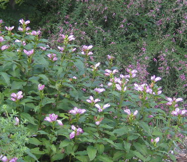  Chelone lyonii Hot Lips 