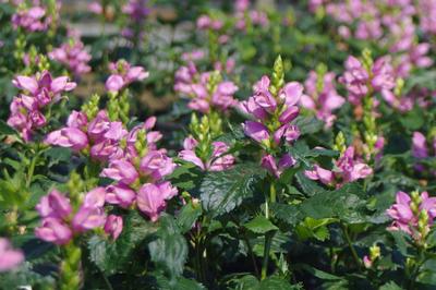 Chelone lyonii 'Hot Lips' - Turtlehead