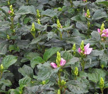 Chelone lyonii Hot Lips 