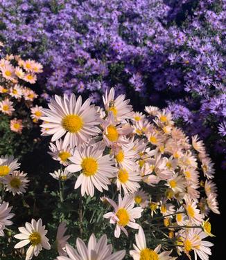 Chrysanthemum 'Hillside Sheffield Pink'