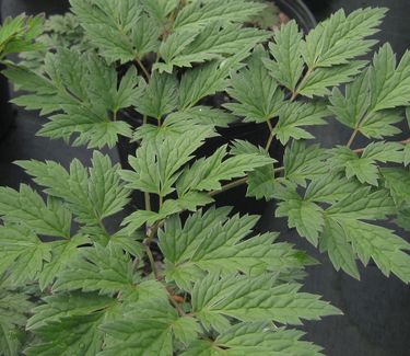 Actaea (Cimicifuga) simplex Atropurpurea