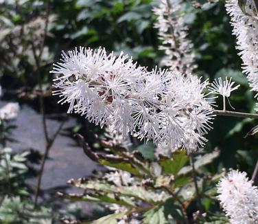 Actaea simplex 'Atropurpurea'