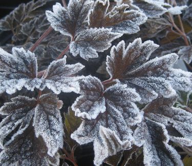 Actaea (Cimicifuga) simplex Atropurpurea (w/ frost)