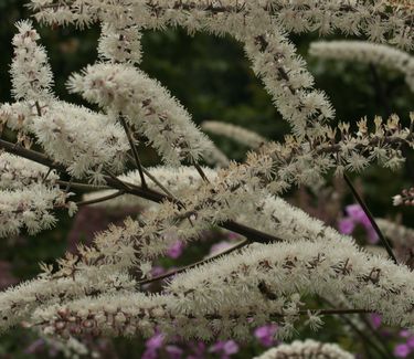 Actaea (Cimicifuga) simplex Atropurpurea