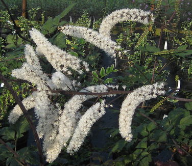 Actaea (Cimicifuga) simplex Atropurpurea