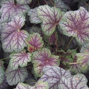 Heuchera americana Green Spice