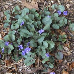 Viola walteri Silver Gem