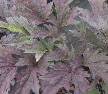 Actaea (Cimicifuga) simplex Hillside Black Beauty